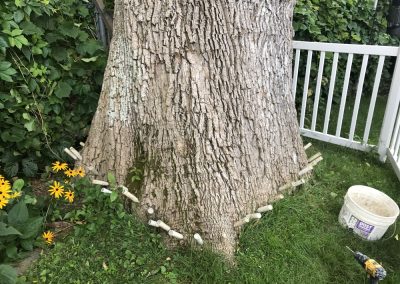 Service d'émondage d'arbre dans la grande région de Montréal - Service d'entretien d'arbres Viau