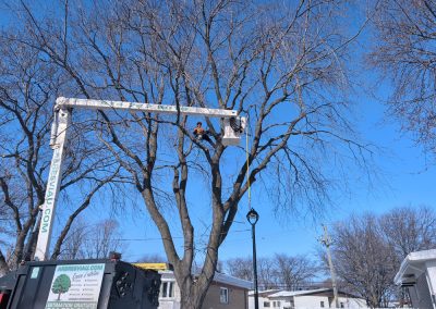 Service d'émondage sur la Rive-Sud de Montréal - Service d'entretien d'arbres Viau