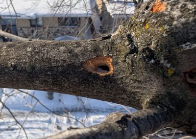 Arbre avec branche malade - Service élagage arbre à Saint-Jean-de-Matha - Arbres Viau