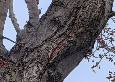 Arbre avec branche malade - Service élagage arbre à Saint-Thomas - Arbres Viau
