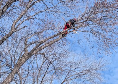 Arbre avec branche malade - Service élagage arbre à Saint-Zénon - Arbres Viau