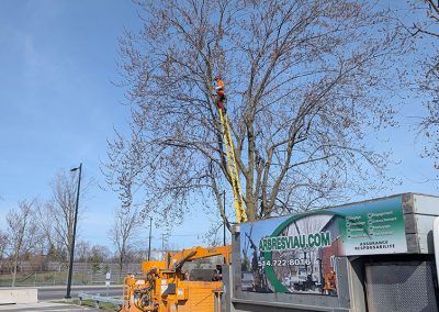 Haubanage en cours a Aeroport de Montréal - Service haubanage l'Arbre à Montréal et ses environs - Arbre Viau