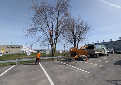 Service Haubanage pour Aeroport de Montréal - Haubanage Arbre à Montréal - Abres Viau