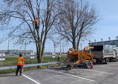 Service Haubanage pour Aeroport de Montréal - Haubanage Arbre à Montréal et ses régions - Abres Viau