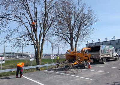 Service Haubanage pour Aeroport de Montréal - Haubanage Arbre dans Montréal - Abres Viau