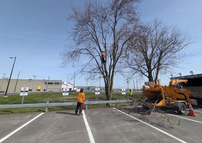 Service Haubanage pour Aeroport de Montréal - Haubanage Arbre dans la région de Montréal et ses environs - Abres Viau