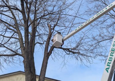 Service de taille arbre à Lasalle Ville-Saint-Laurent et Mercier - Arbres Viau