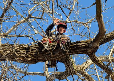 Service de taille arbre à Lavaltrie Joliette Berthierville - Arbres Viau