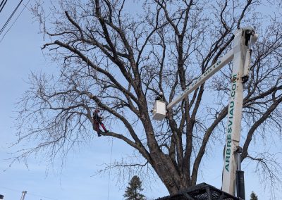Service de taille arbre à Montréal-Est Mont-Royal et Hampstead - Arbres Viau