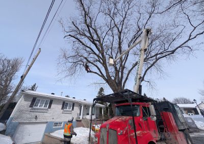 Service de taille arbre à Montréal-Ouest Westmount et Beaconsfield - Arbres Viau