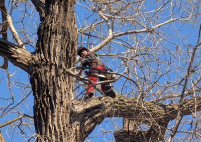 Service de taille arbre à Pointe-aux-Trembles Hochelaga et Mercier - Arbres Viau