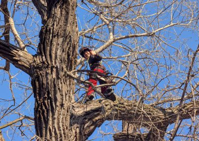 Service de taille arbre à Repentigny Mascouche et Terrebonne - Arbres Viau